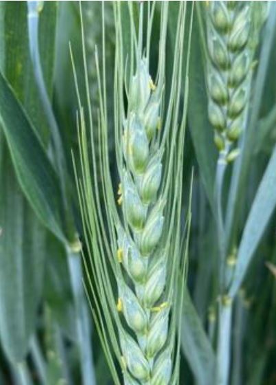 frisch geschobene Staubbeutel an Weizen Foto GMünkel RNK-Warndienst