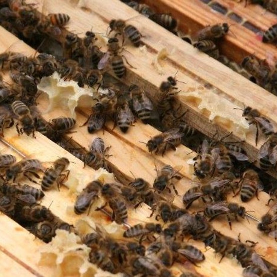 Bienenschutz Isip