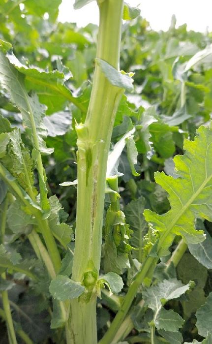 Frostrisse in Winterraps Foto BWeger LWA Hohenlohe