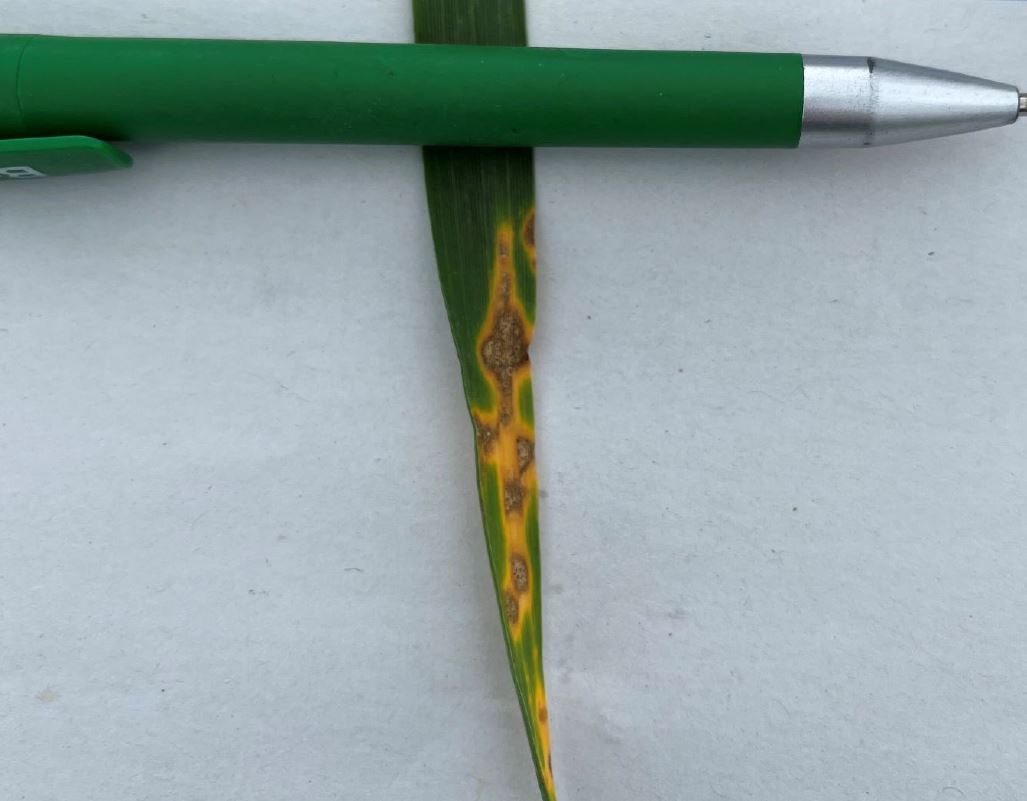 Septoria tritici in Winterweizen Foto AVetter LWA Heilbronn