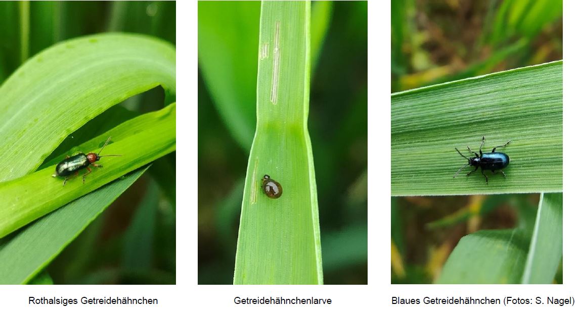 Getreidehähnchen FotoSNagel LWA Enzkreis