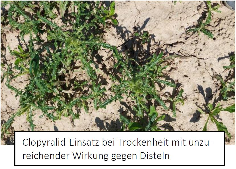 Distelbekämpfung unter derzeitigen Bedingungen eher schwierig Fot BWeger LWA Hohenlohekreis