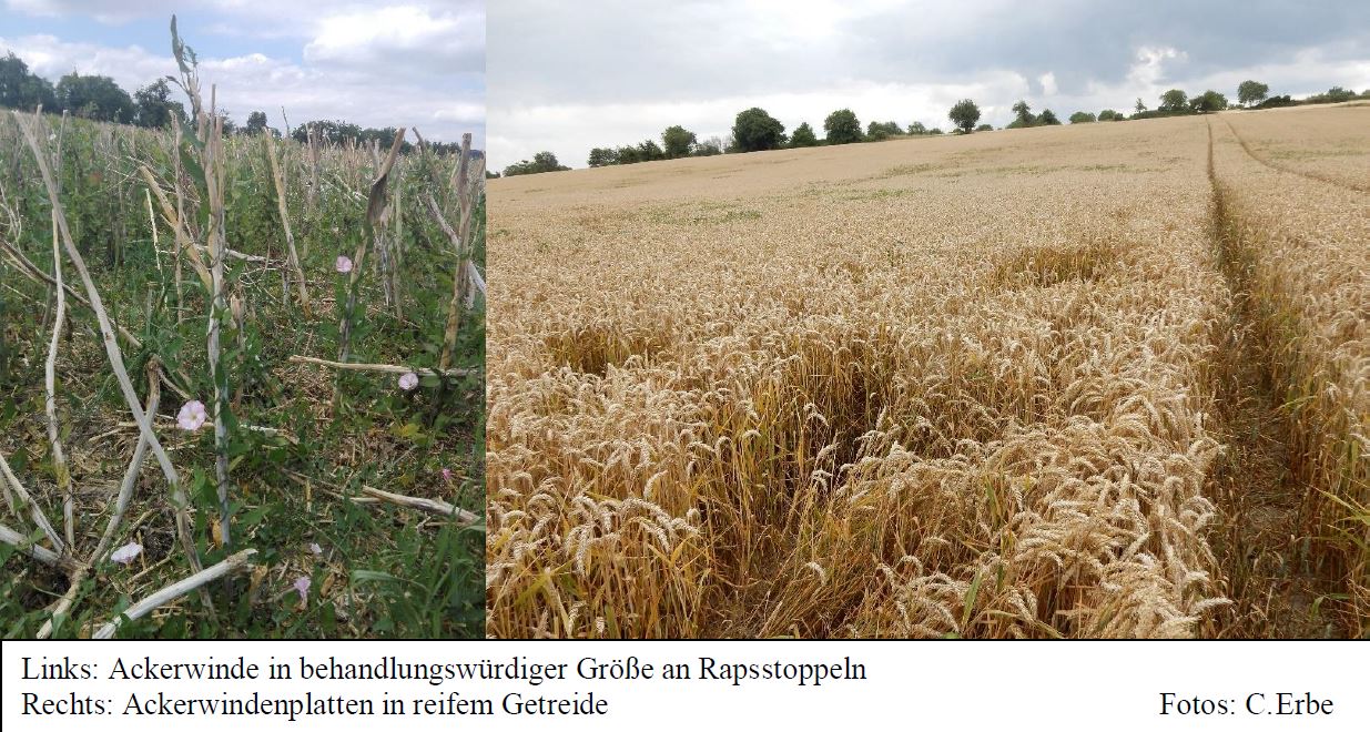 Ackerwinden nach der Ernte Foto CErbe LWA Bruchsal