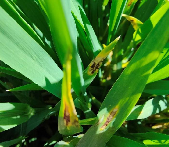 Rhynchosporium und Netzflecken auf Wintergerste Foto S. Nagel