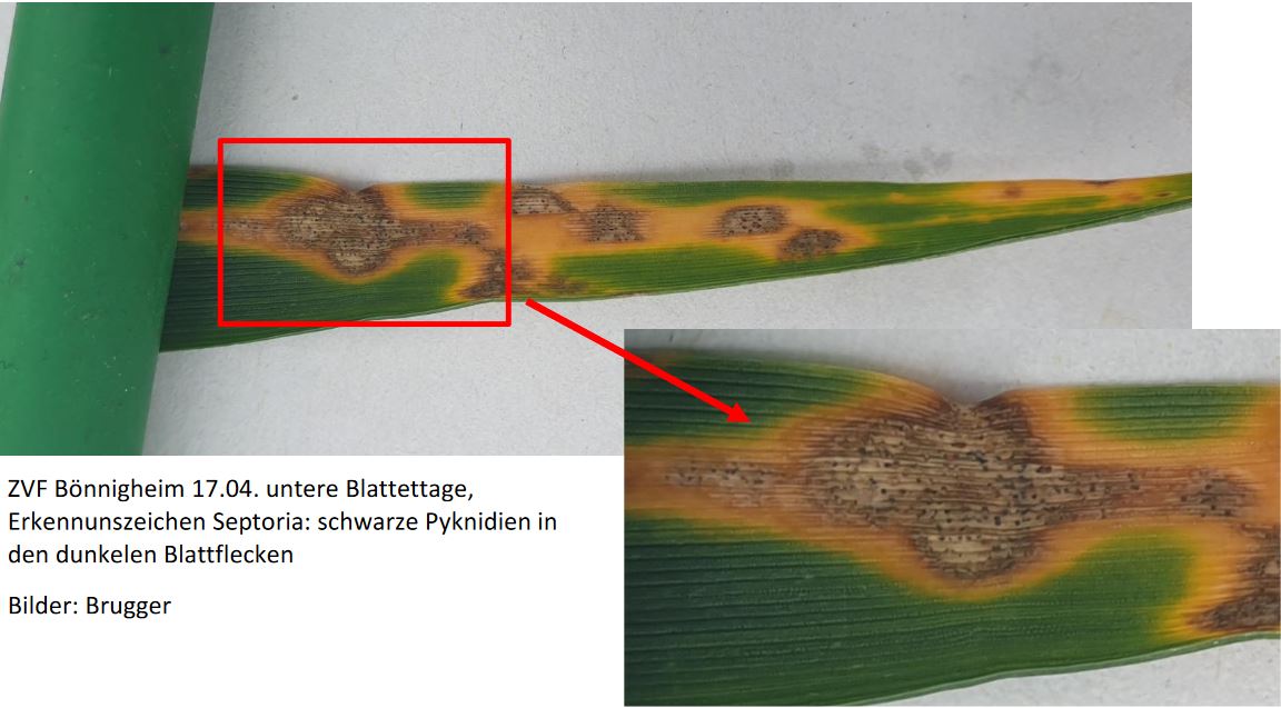 Septoria tritici an Winterweizen Foto ABrugger LWA Ludwigsburg