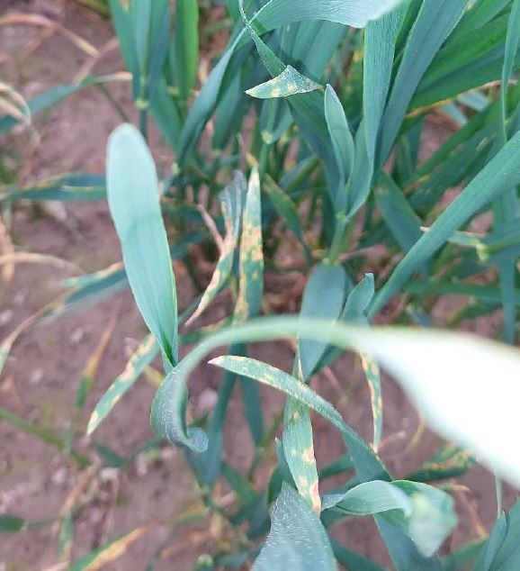 Frühbefall mit Septoria tritici Foto BWeger LWA Hohenlohe