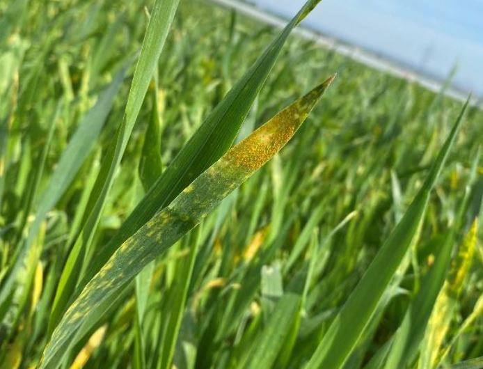 Gelbrostbefall Foto FGrötzinger LWA Ludwigsburg