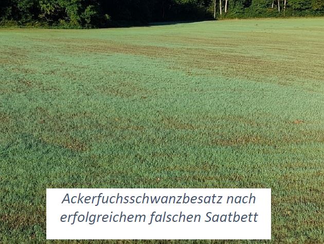 Ackerfuchsschwanzbesatz nach falschen Saatbett Foto SWolpert LWA Ilshofen