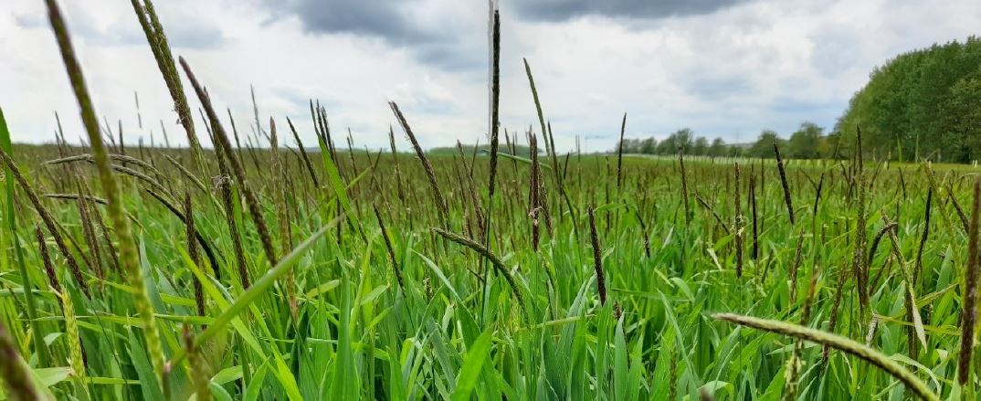 Hoher Ackerfuchsschwanzbesatz Foto SWolpert LWA Ilshofen