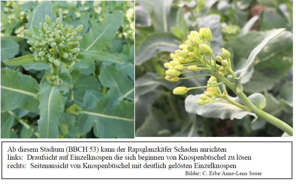 Ab hier schädigt der Rapsglanzkäfer Foto CErbe LWA Bruchsal