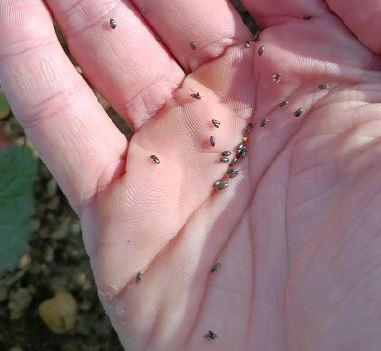 Anzahl Rapsglanzkäfer nach dem Abklopfen Foto SWolpert LWA Ilshofen