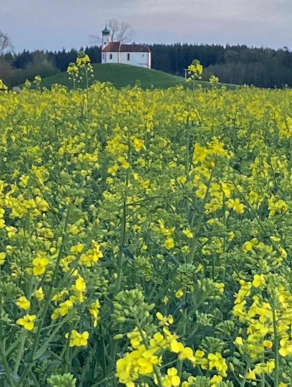 Vollblüte in Winterraps Foto WHeine Landwirt Dinnenried