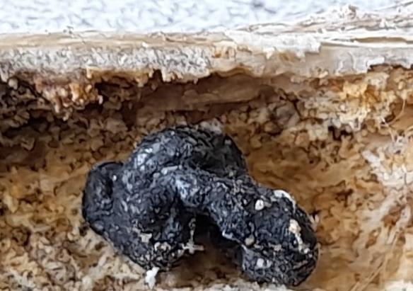 Sklerotium im Stängel Foto SWolpert LWA Ilshofen