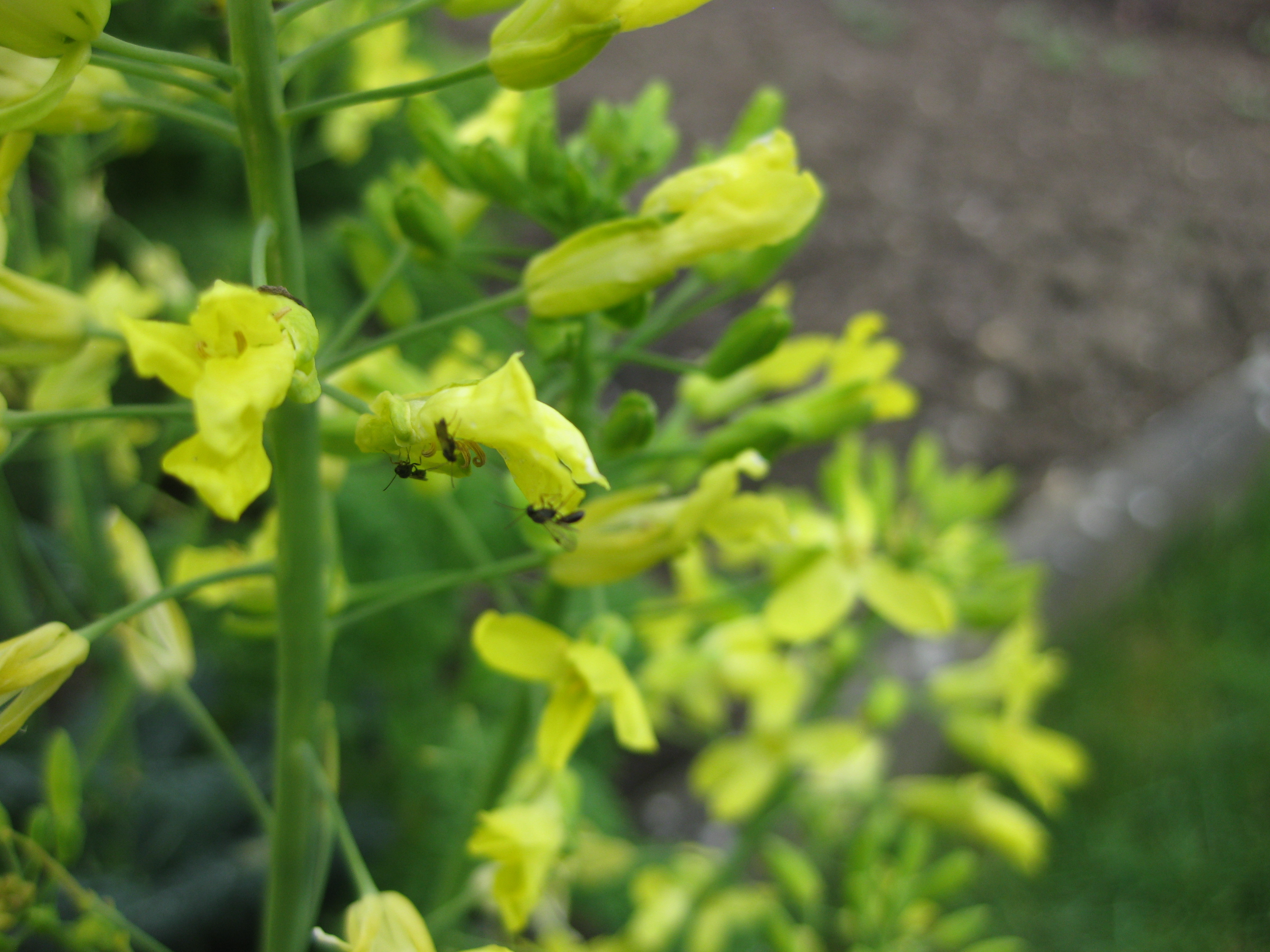Nützlinge auf Rapsglanzkäferblüte Foto HRauleder