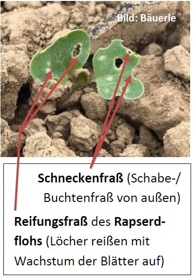 Kombination aus Erdfloh und Schneckenfrass Foto A. Bäuerle LWA RMK