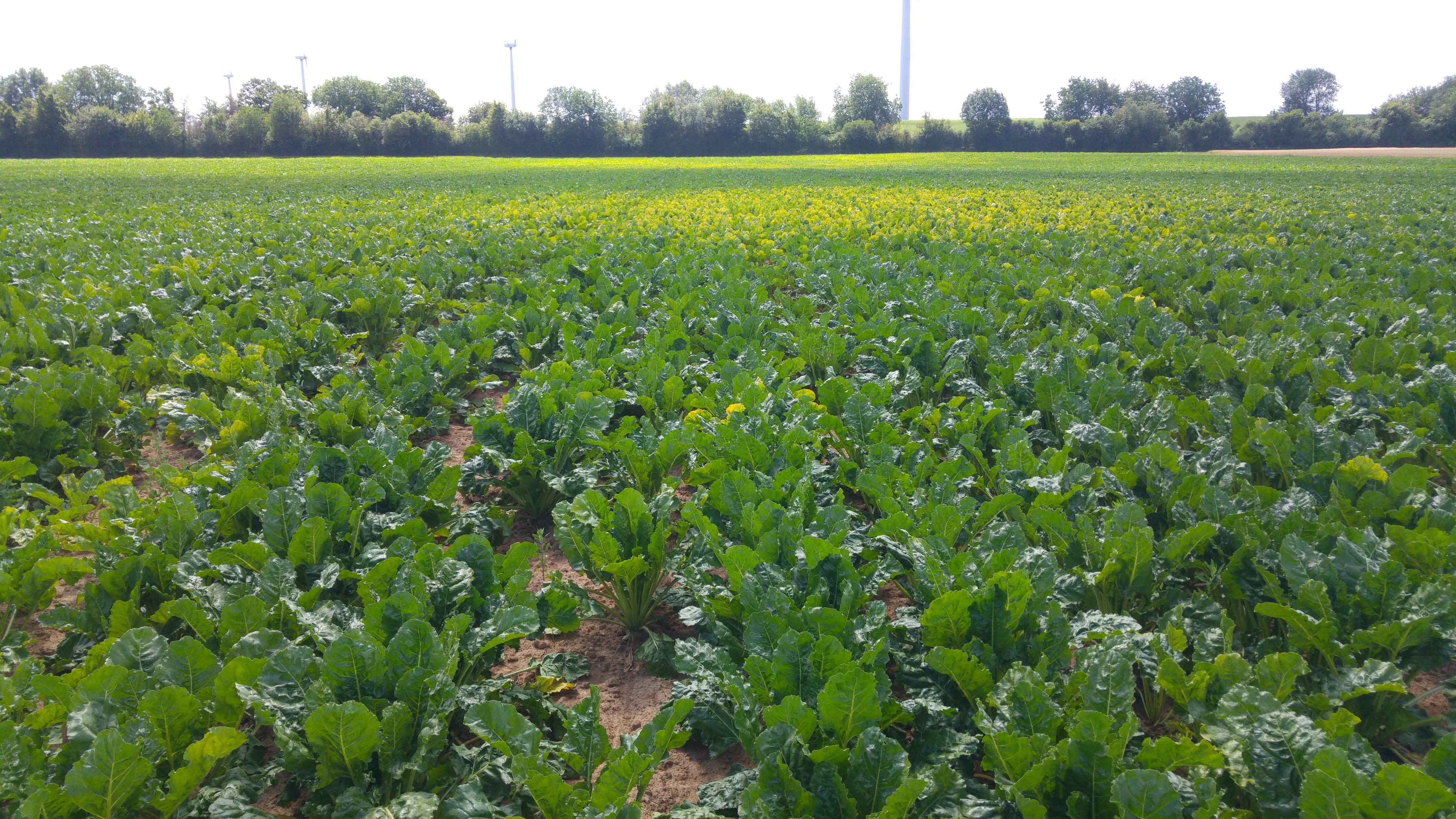 ZR Viröse Vergilbung 02