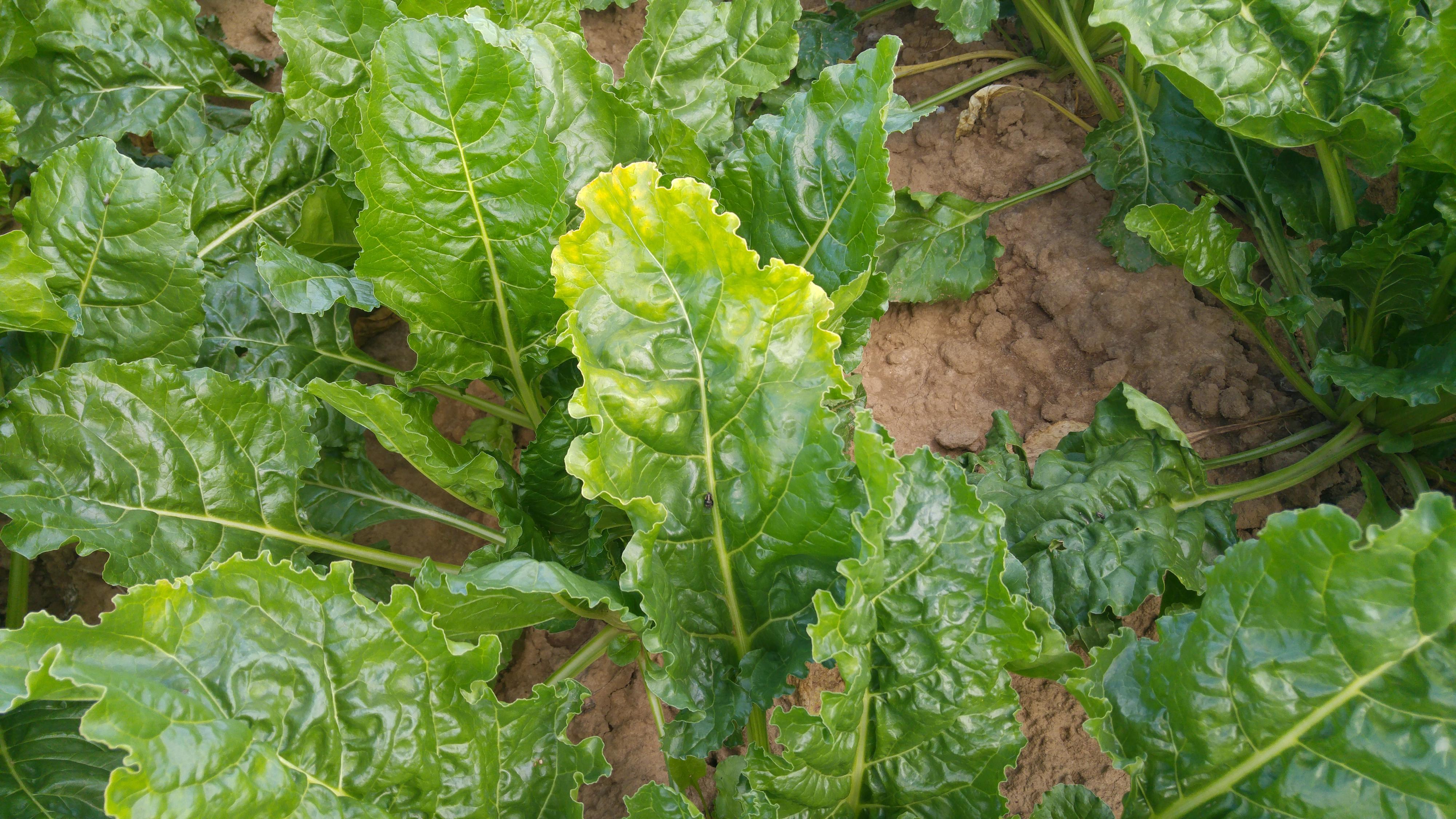 ZR Viröse Vergilbung 03