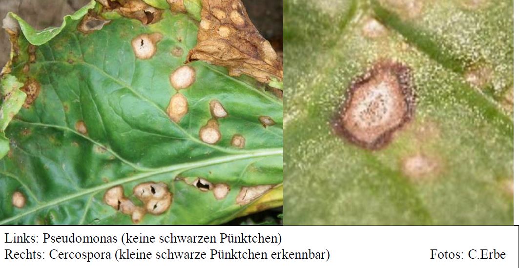 Pseudomonas und Cercospora in Zuckerrüben Foto CErbe LWA Bruchsal