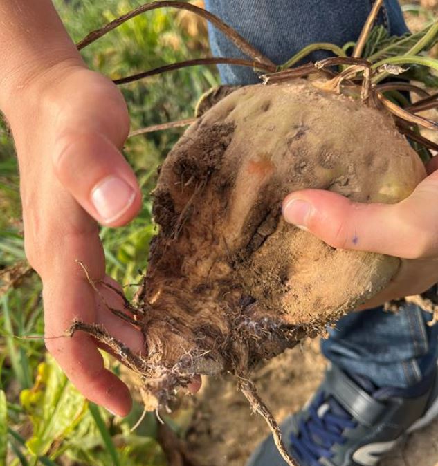 Der untere Teil des Rübenkörpers lässt sich gummiähnlich verformen Foto 2 AVetter LWA Heilbronn