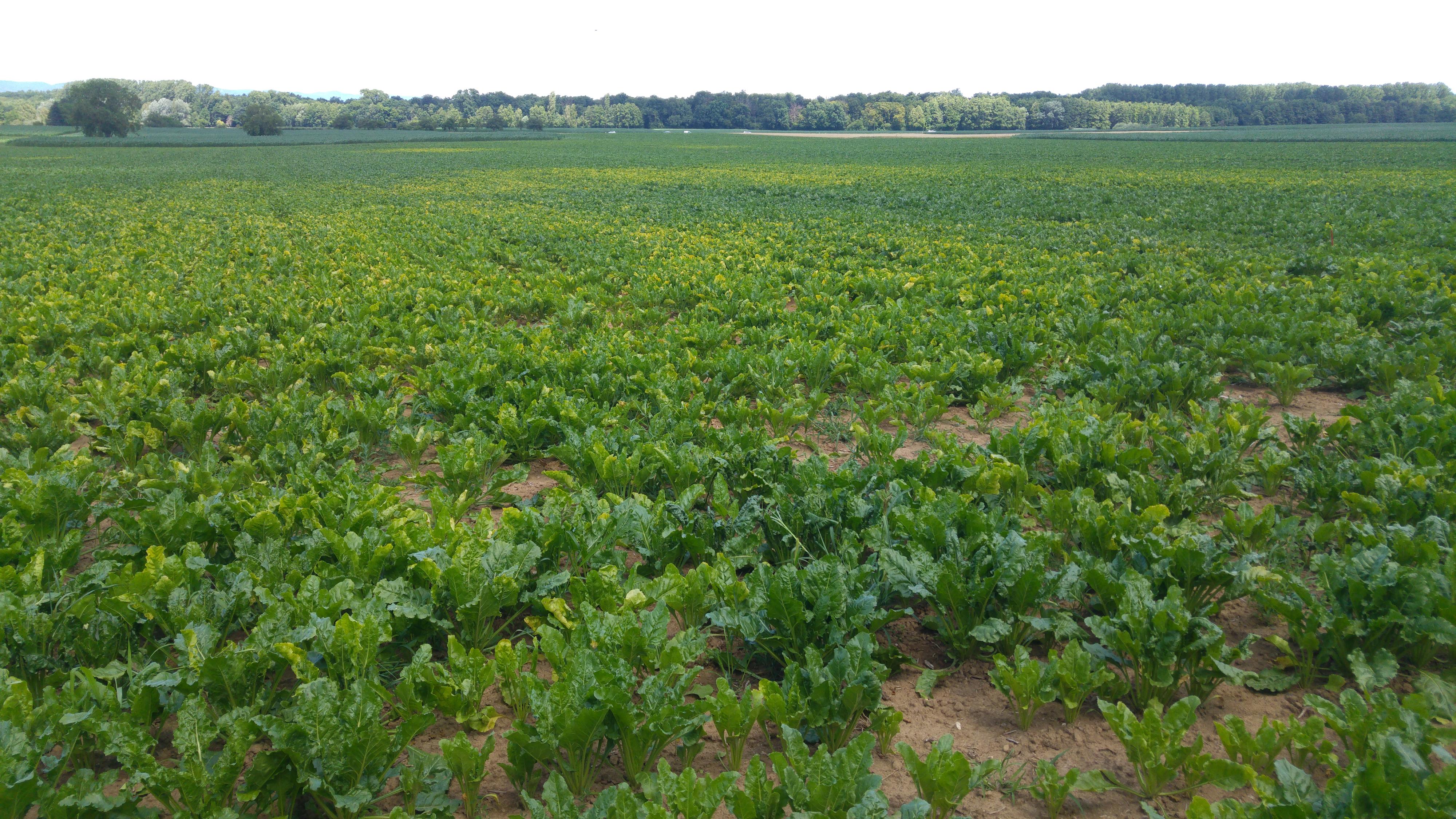 ZR Viröse Vergilbung 01