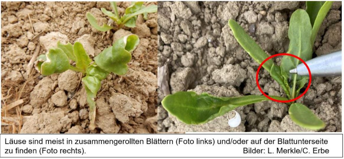 Blattläuse in Zuckerrüben Foto CErbe LWA Bruchsal