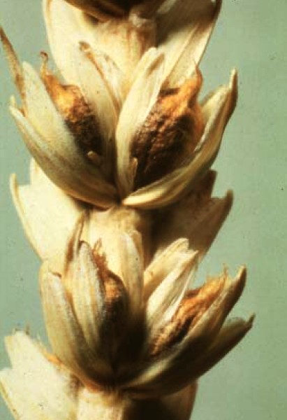 Steinbrand an Weizen