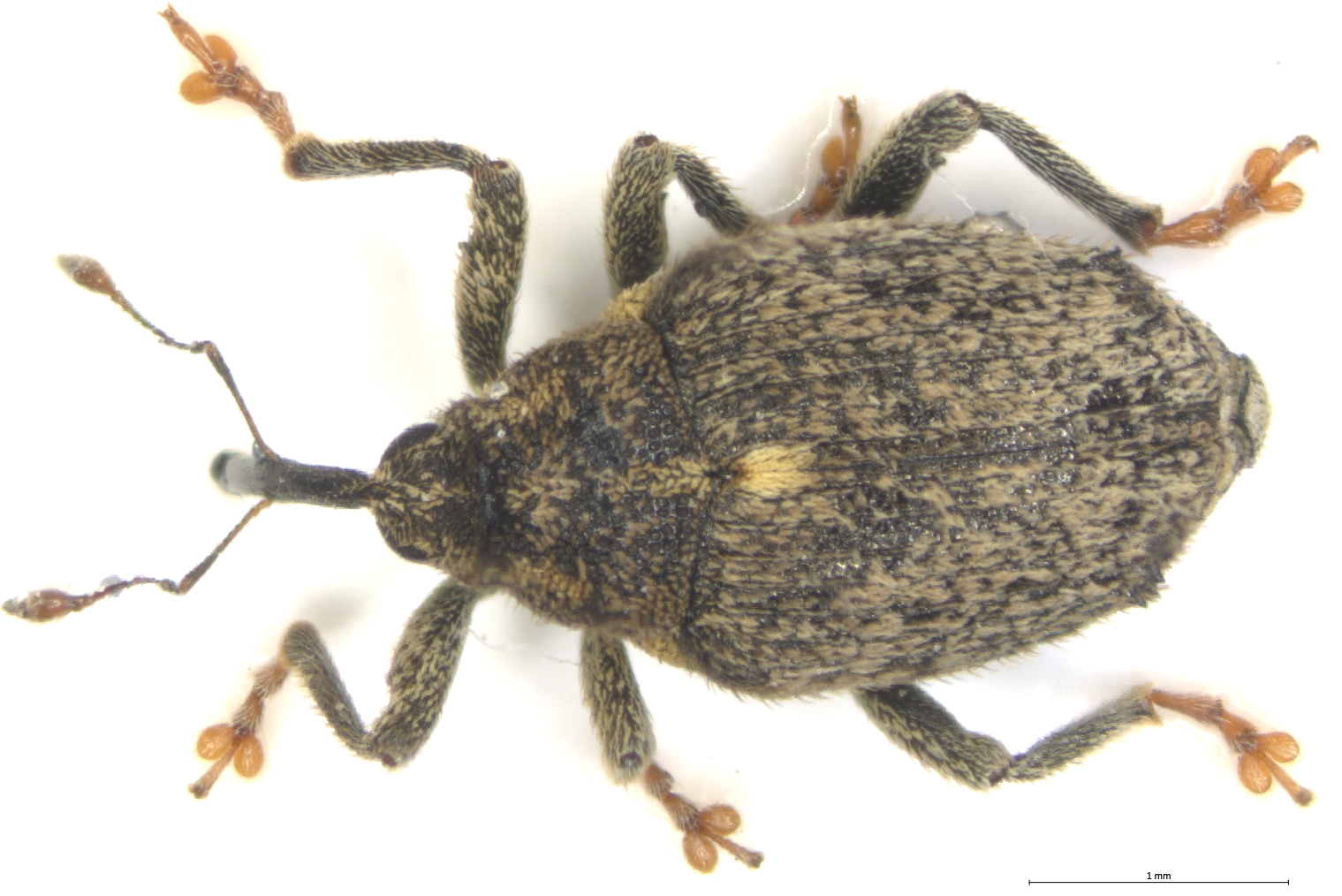 Gefleckter Kohltriebrüssler (Berger)