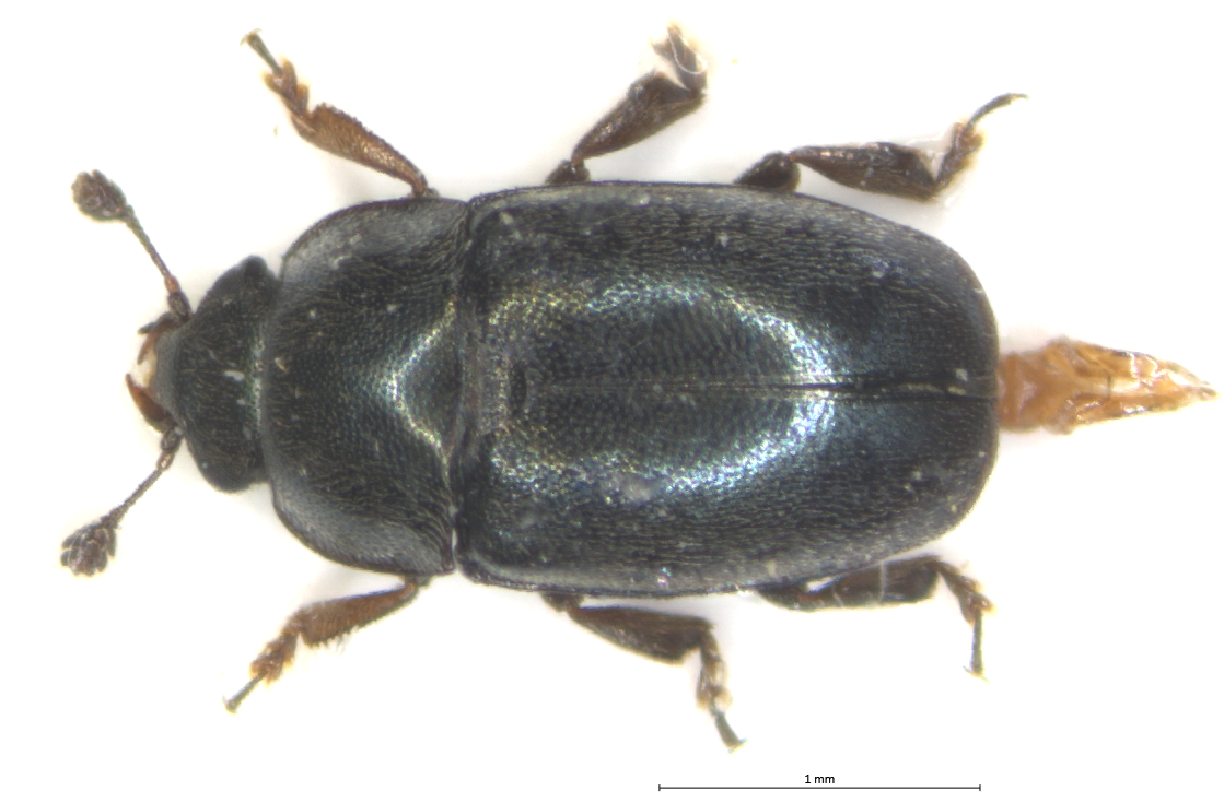 Rapsglanzkäfer (Berger)