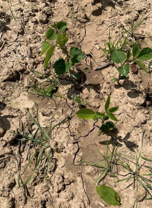 Ungräser in Soja Foto GMünkel LWA Rhein-Neckar