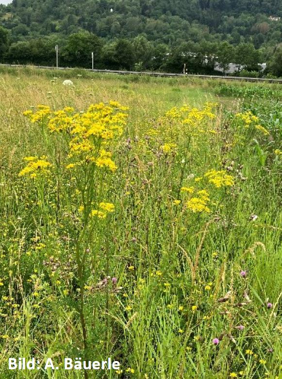 Jakobskreuzkraut Foto ABäuerle LWA Rems-Murr