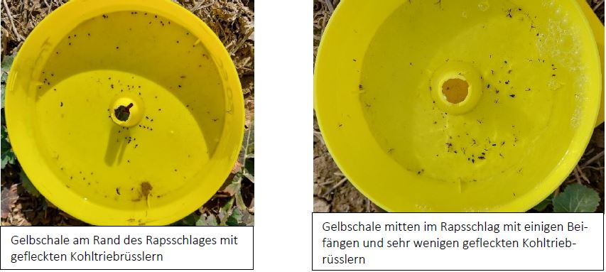 Gelbschalen im Hohenlohekreis Foto MWahl LWA Hohenlohe