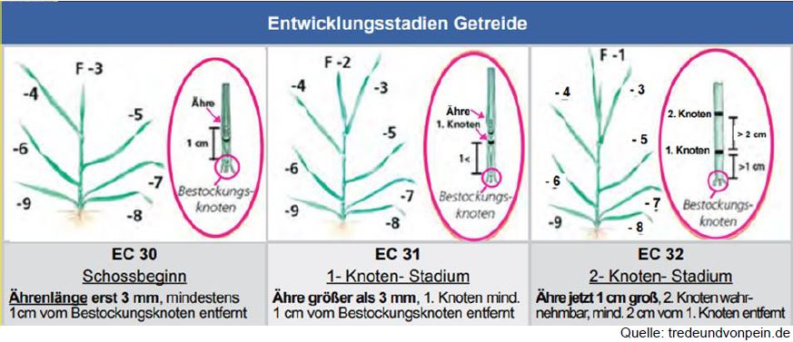 Entwicklungsstadien Getreide