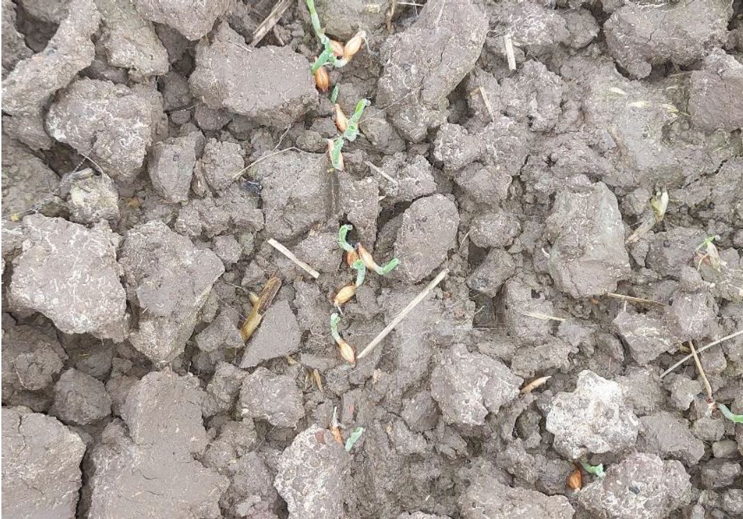 Gerste nicht vollständig mit Erde Foto BWeger LWA Kupferzell