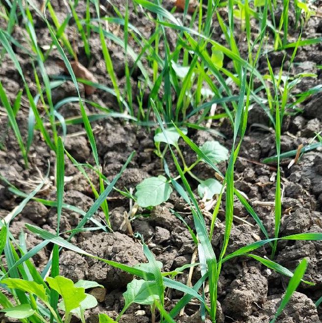 Ackerfuchsschwanz in jungem Winterraps Foto BWeger LWA Hohenlohe