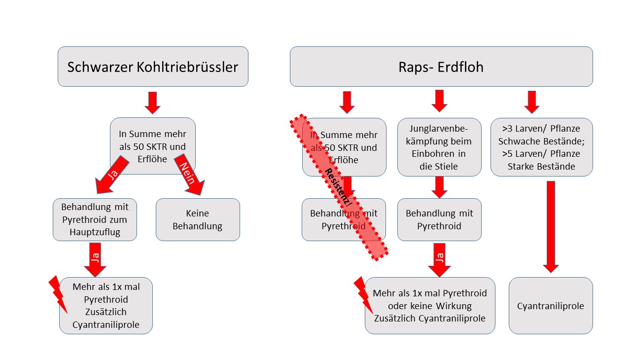 Strategie Rapserdfloh