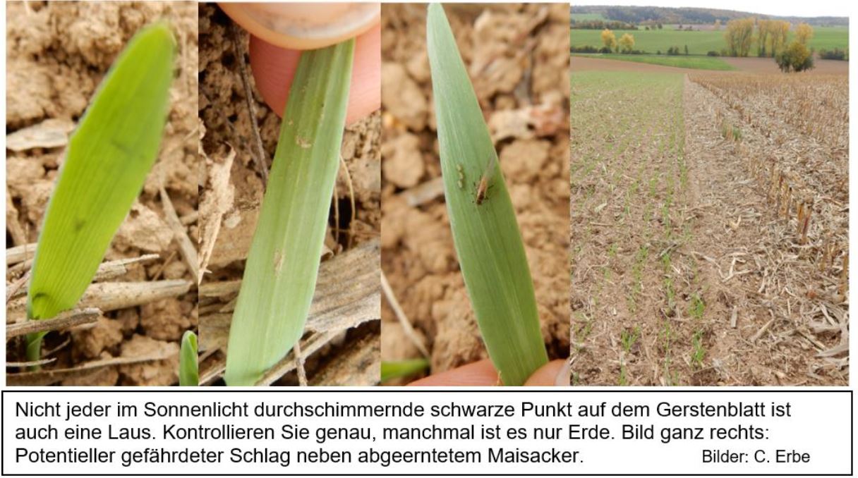 Blattläuse im Herbst Foto CErbe LWA Karlsruhe