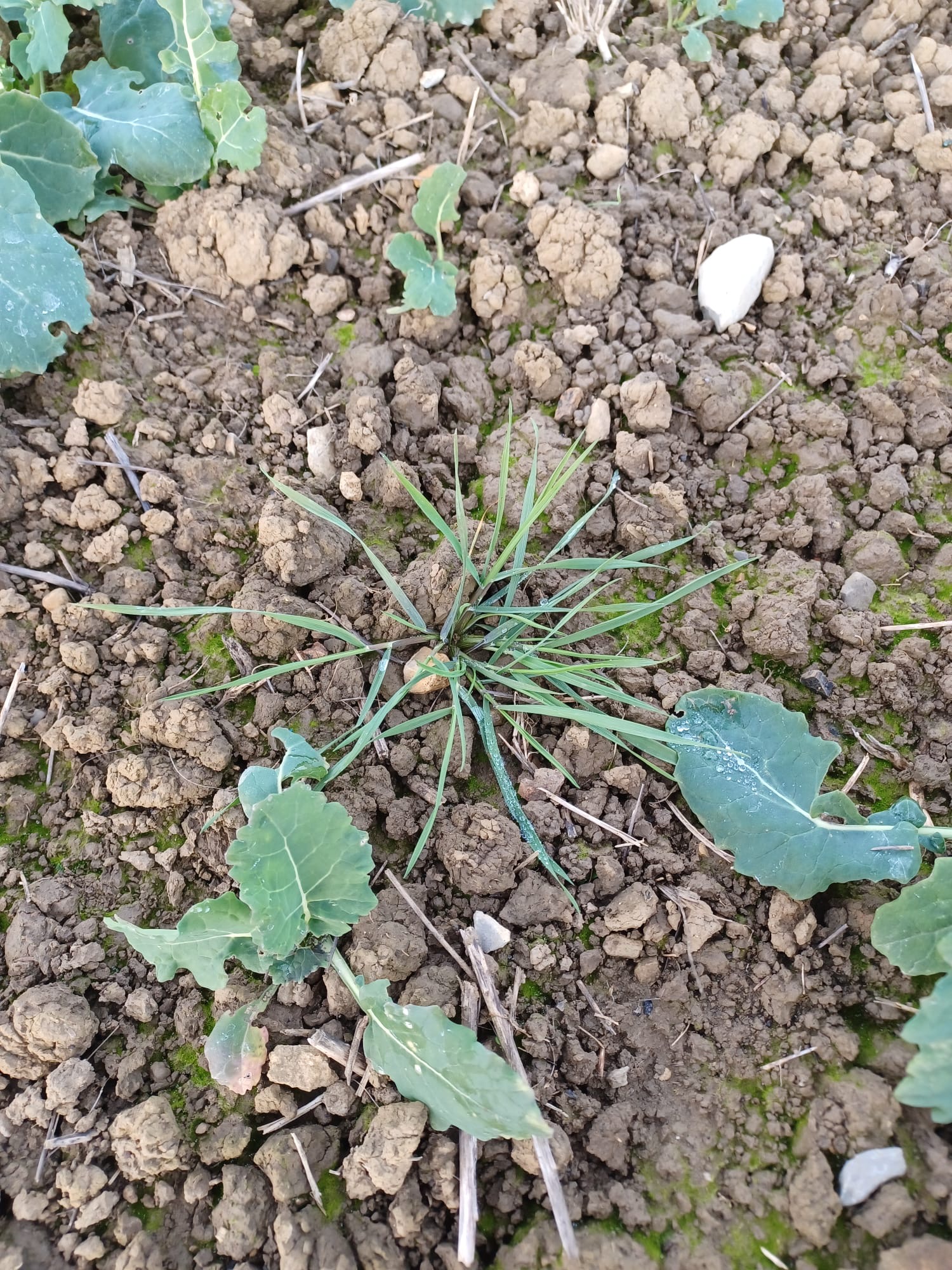 Ackerfuchsschwanz in Winterraps Foto S. Klasen