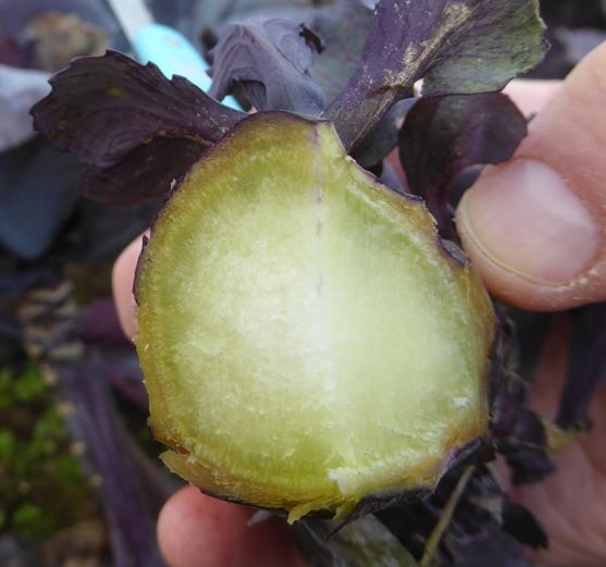 Rotkohl - Glasig-wässrige Bereiche unter der Rinde zeigen, wo das Gewebe des Strunks erfroren ist Foto AAltmann LWA Breisgau