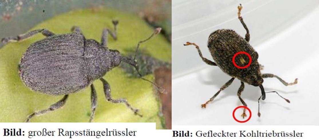 Großer Rapsstängelrüssler und Gefleckter Kohtriebrüssler Foto GMünkel LWA Rhein-Neckar