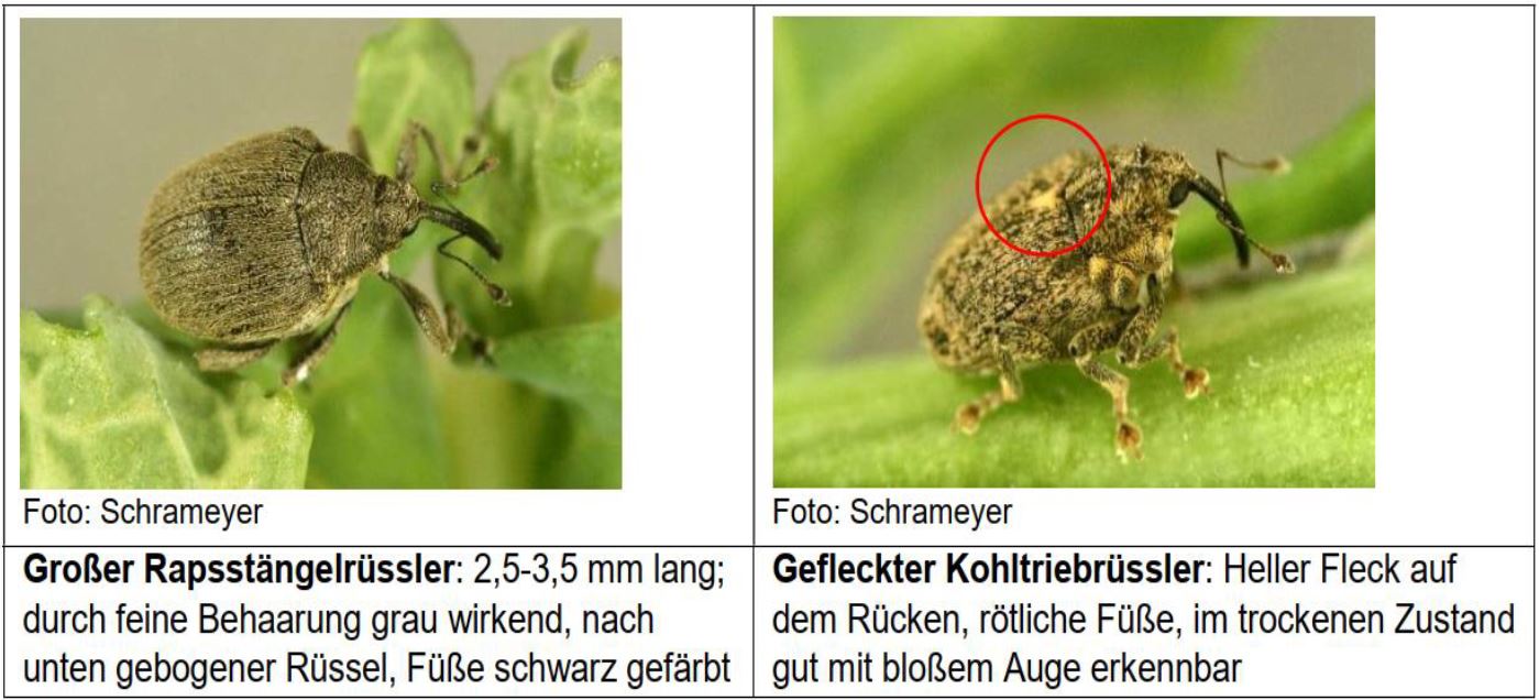 Tierische Schädlinge in Winterraps Foto Schrameyer