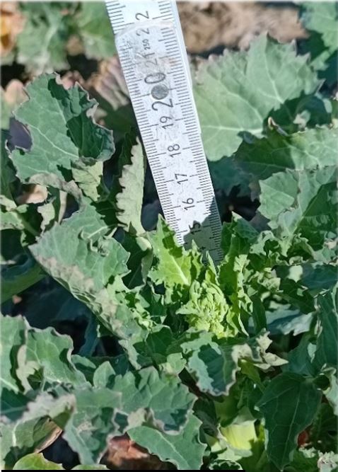 Sehr weit entwickelter Raps