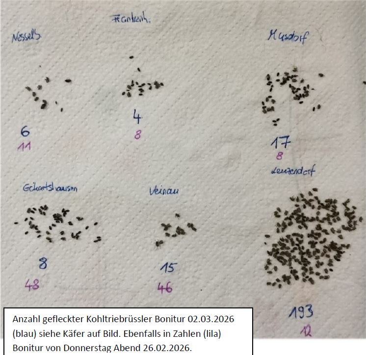 Anzahl Gefleckter Kohltriebrüßler LK SHA