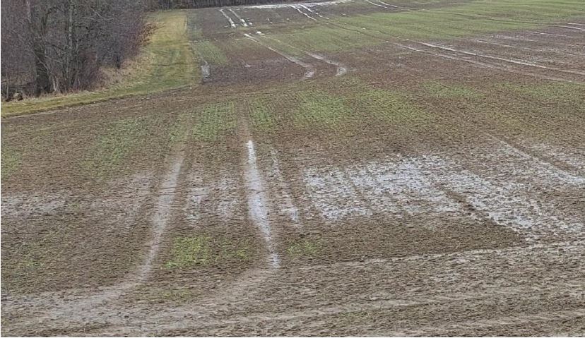 Nachsaat ja oder nein Foto BWeger LWA Kupferzell