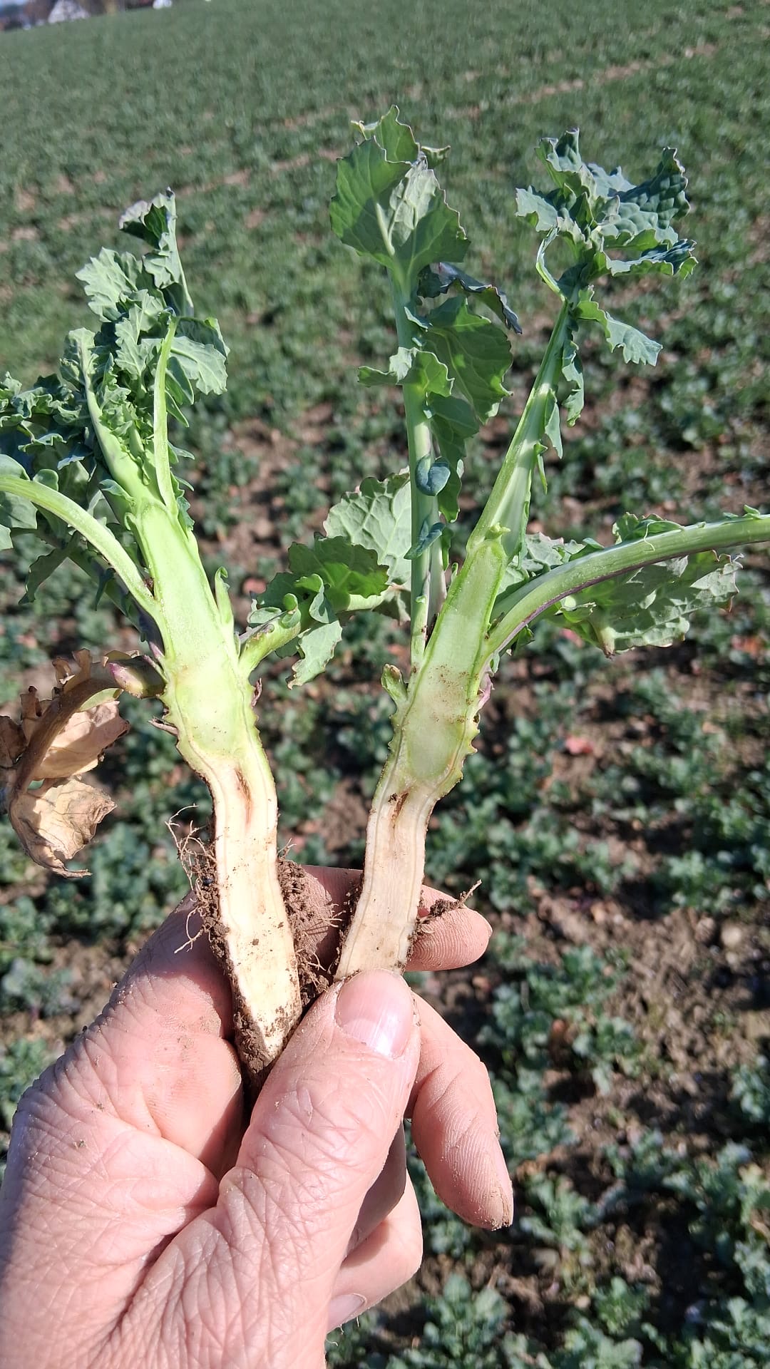 Borversorgung im Winterraps schelcht Foto M Kreh LWA Ravensburg