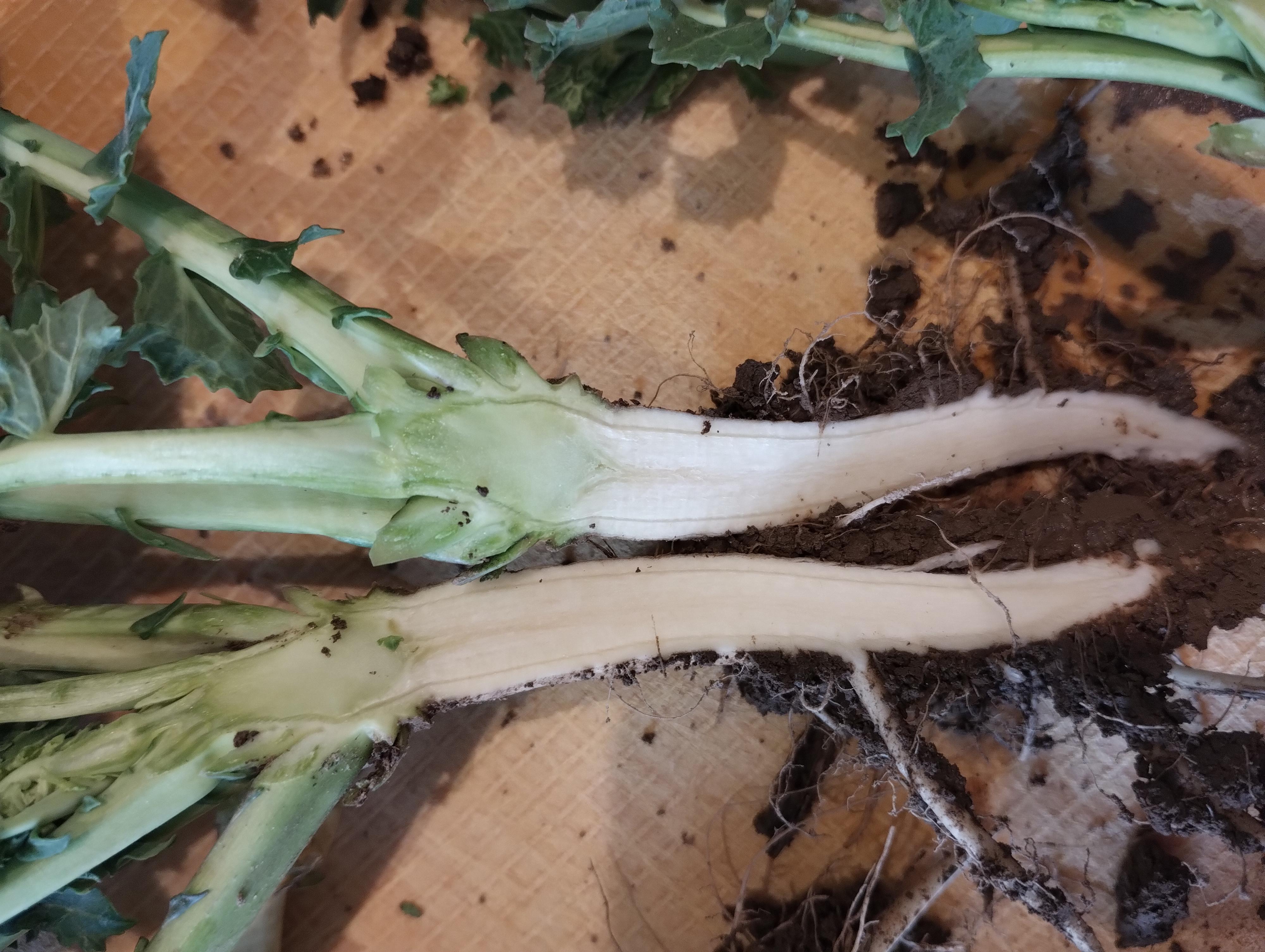 Borversorgung im Winterraps gut Foto M Längle LWA Ravensburg