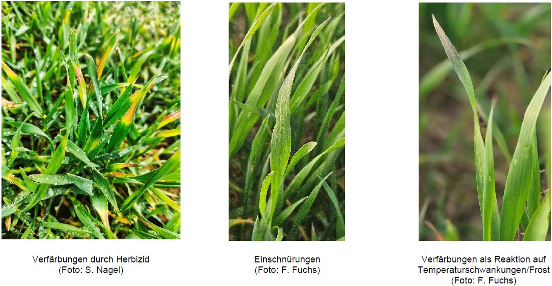 Verschiedene Stresssymptome in Wintergetreide Foto FFuchs u SNagel LWA Enzkreis