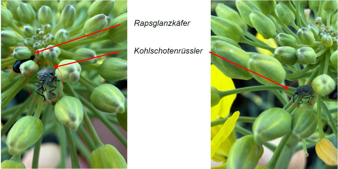 Rapsgalkäüfer u Kohlschotenrüssler Foto GMünkel LWA Sinsheim