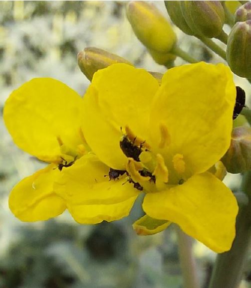 Rapsglanzkäfer in der Blüte Foto BWeger LWA Kupferzell
