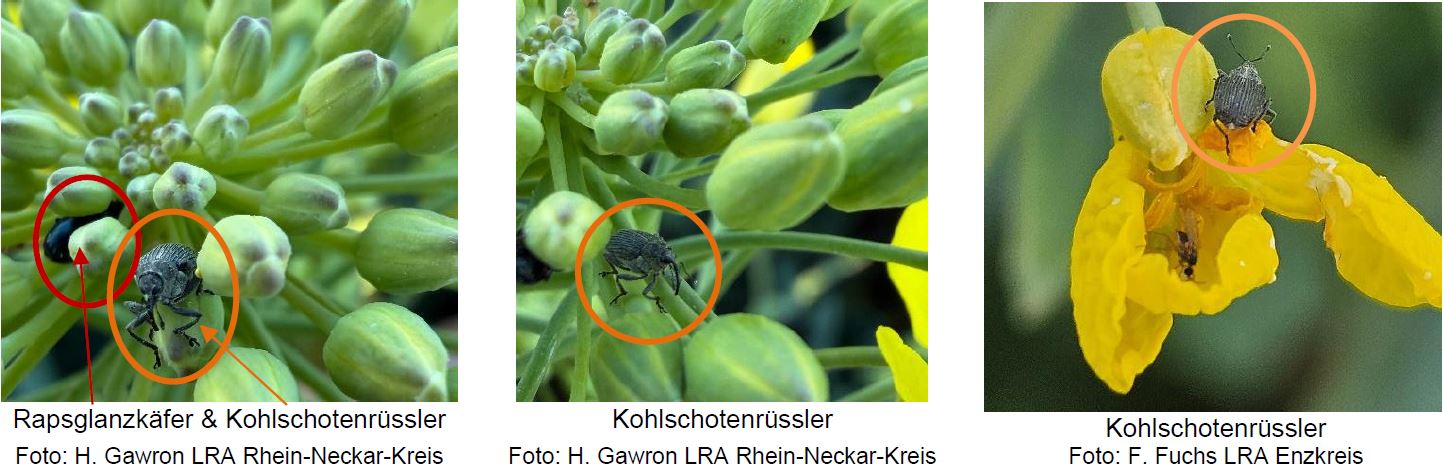 tierische Schaderreger in Winterraps Foto HGawron LWA Rhein-Neckar u FFuchs LWA Enzkreis