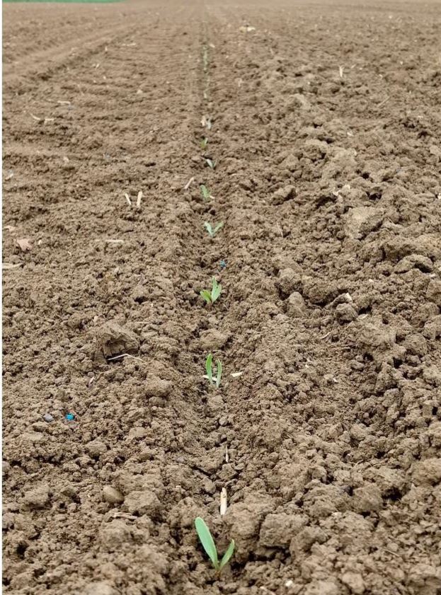 früh gesäte Zuckerrüben Foto BWeger LWA Kupferzell